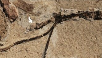 Charles Darwin mystery solved after 140 years as scientists make stunning ancient find