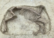 Archaeologists Discover Decapitated Horse Next To Its Rider In Cemetery For Elite Warriors