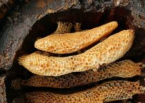 Early farmers exploited beehive products at least 8,500 years ago