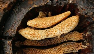 Early farmers exploited beehive products at least 8,500 years ago