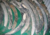 Elephant tusks on 'lost ship' taken from the African forest elephant 500 years ago