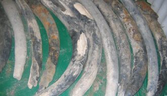 Elephant tusks on 'lost ship' taken from the African forest elephant 500 years ago