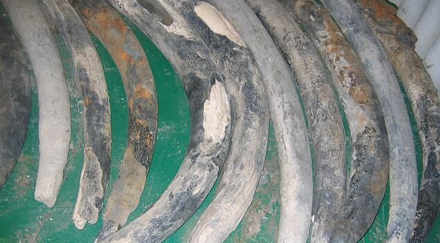 Elephant tusks on 'lost ship' taken from the African forest elephant 500 years ago