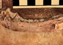 Extinct reptile discovery reveals earliest origins of human teeth