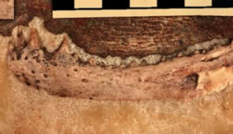 Extinct reptile discovery reveals earliest origins of human teeth