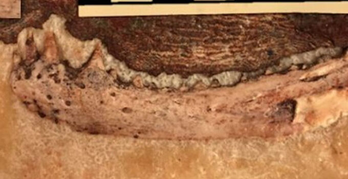 Extinct reptile discovery reveals earliest origins of human teeth