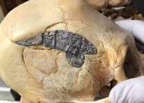 Archaeologists stunned as 2,000-year-old skull bound by metal evidence of ancient surgery