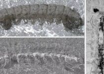 500 Million-Year-Old, Bug-Like Fossils Have Stunningly Preserved Nervous Systems