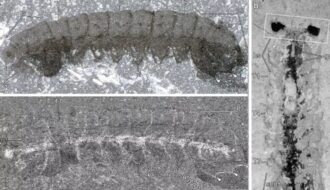 500 Million-Year-Old, Bug-Like Fossils Have Stunningly Preserved Nervous Systems