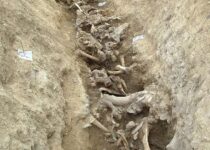 Neolithic site could change understanding of what beef meant to ancient Irish