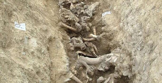 Neolithic site could change understanding of what beef meant to ancient Irish