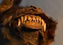 This 14,000-year-old puppy ate a huge woolly rhino for last meal