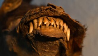 This 14,000-year-old puppy ate a huge woolly rhino for last meal