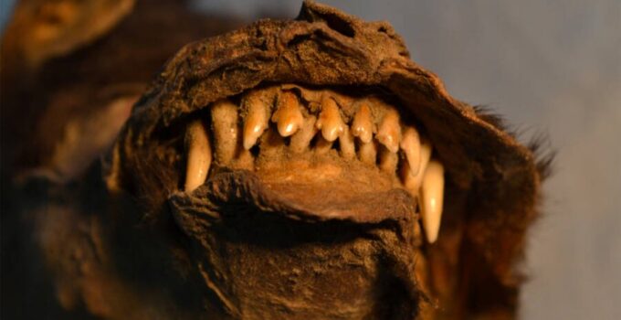 This 14,000-year-old puppy ate a huge woolly rhino for last meal