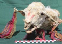 Sacrificed Llamas Found in Peru Were Likely a Gift From the Inca
