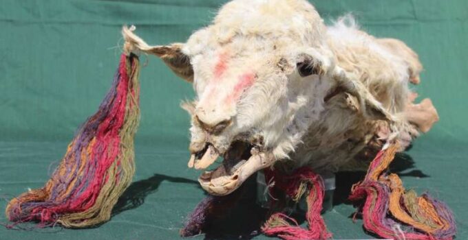 Sacrificed Llamas Found in Peru Were Likely a Gift From the Inca