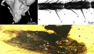 Creepy, big-eyed cockroach discovered trapped in amber from 100 million years ago