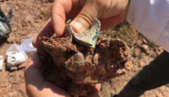 Balkanatolia: The Forgotten Continent That Sheds Light On The Evolution Of Mammals