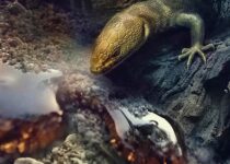 110-Million-Year-Old Lizard Found in Burmese Amber