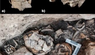 Archaeologists find evidence of first ear surgery on 5,300-year-old skull