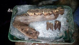 Ice Age mammoth, rhino, hyena and wolf dating back up to 60,000 years unearthed in Devon