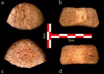 1.5-Million-Year-Old Human Remains Point to Two Waves Out of Africa