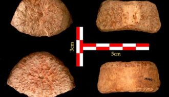 1.5-Million-Year-Old Human Remains Point to Two Waves Out of Africa