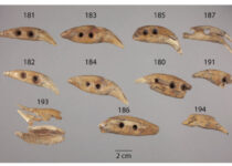 Archaeology: Bear teeth at Kansas site show Hopewell influence