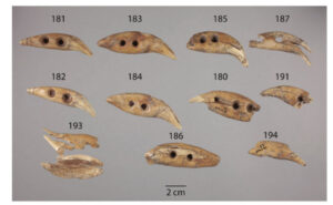 Read more about the article Archaeology: Bear teeth at Kansas site show Hopewell influence
