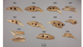Archaeology: Bear teeth at Kansas site show Hopewell influence