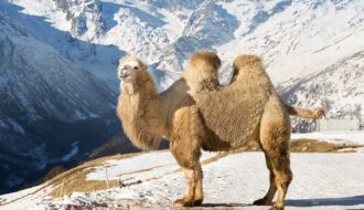 Last Of The Giant Camels And Archaic Humans Lived Together In Mongolia Until 27,000 Years Ago