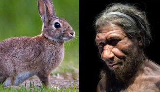 Do RABBITS hold the key to the extinction of the Neanderthals?