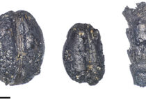 7,000-Year-Old Grains Hints At Origin Of Swiss Pile Dwellings