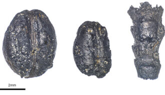 7,000-Year-Old Grains Hints At Origin Of Swiss Pile Dwellings