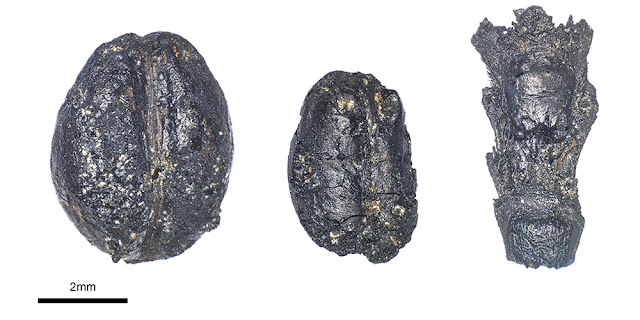 Remains of crops from the Neolithic period like naked barley and naked wheat indicate connections between geographically distant settlements