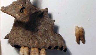 African Remains Discovered in Prehistoric Shell Heap in Portugal