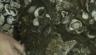 The incredible marine find that revealed an offering from the Templo Mayor