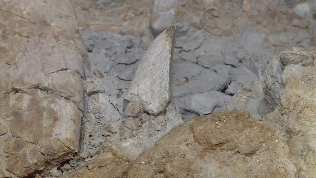 Bones of new dinosaur species discovered in Missouri 5 juvenile bones