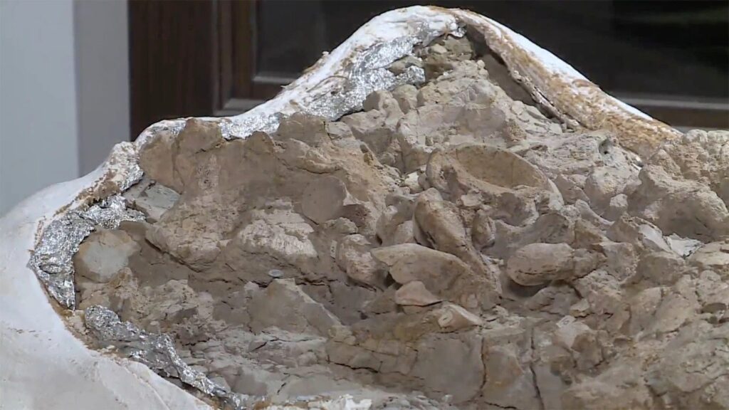 Bones of new dinosaur species discovered in Missouri 4 juvenile Parrosaurus Missouriensis bones