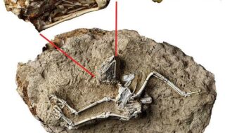 Fossil found at the edge of the Tibetan Plateau reveals an owl active during the day 6 million years ago