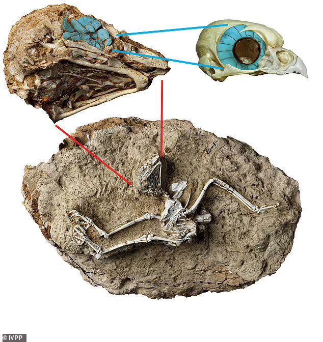 well-preserved fossil of an owl found in the Tibetan Platea