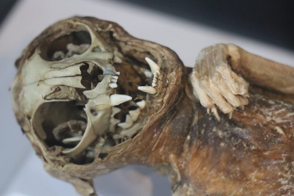 mummy of a cat displayed at the Aksaray Museum, in Aksaray