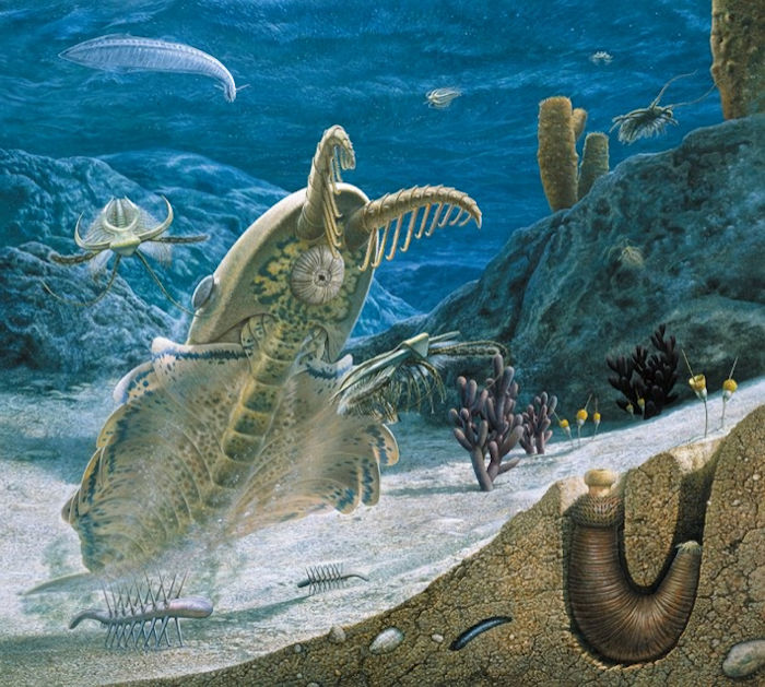  predator Anomalocaris