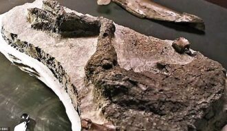 Palaeontologists unearth fossil from the day dinosaurs wiped out by asteroid 66 million years ago