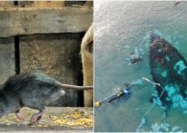 Dead Rats and Diverse Pots Reveal Long Voyages of 1400-year-old Shipwreck