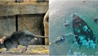 Dead Rats and Diverse Pots Reveal Long Voyages of 1400-year-old Shipwreck