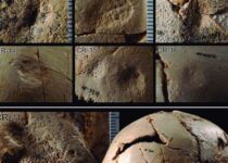 Study Presents A Taphonomic-Forensic Analysis Of The Skulls From The Sima De Los Huesos Site