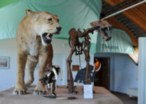 Study of ancient predators sheds light on how humans did—or didn't—find food