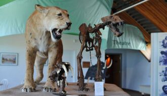 Study of ancient predators sheds light on how humans did—or didn't—find food