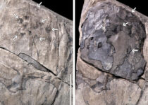 60-million-year-old Fossil Find Sheds New Light on Neotropical Rainforests